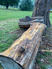 old woodentrees trunks