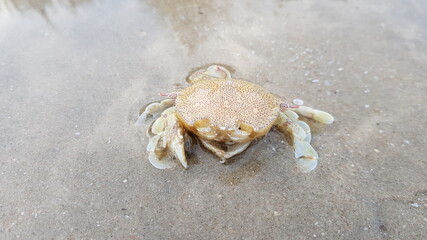 crab on the beach