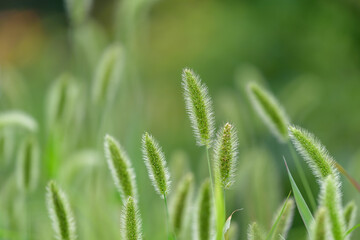 Obraz na płótnie Canvas Green bristlegrass, Green foxtail, Close up