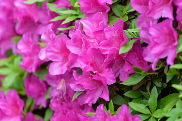 Fototapeta premium Pink azalea flower, in full bloom