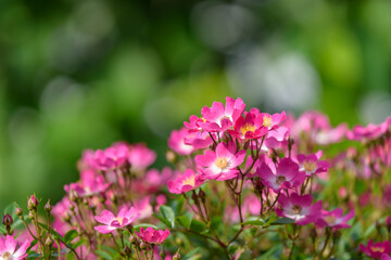 Pink miniature roses flowers, single flower rose