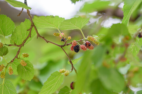 Young fruits of mulberry, on the branch