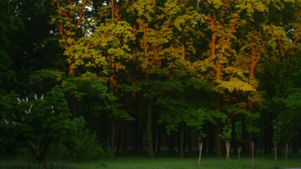 Obraz premium trees in the park at night