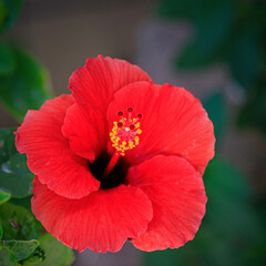 Beautiful Red Hibiscus Flower