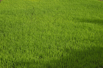 green grass background