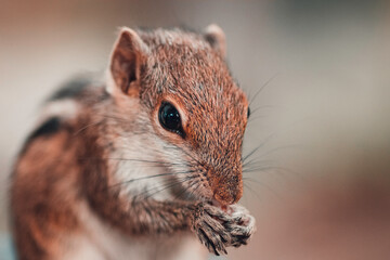 Young Female Sri Lankan Squirrel eating rice close up photograph
