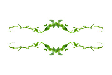 Floral Desaign. Twisted jungle vines liana plant with heart shaped green leaves isolated on white background, clipping path included. HD Image and Large Resolution. can be used as background