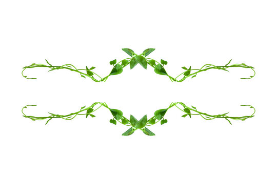 Floral Desaign. Twisted jungle vines liana plant with heart shaped green leaves isolated on white background, clipping path included. HD Image and Large Resolution. can be used as background