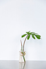 Philodendron xanadu in a pot on white background.