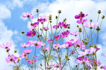 Cosmos flowers in a field in autumn.