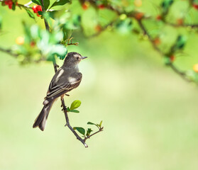 Northern Mockingbird (Mimus polyglottos) perched on a tree branch with red berries in Texas. Natural light green background with copy space. 