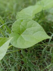 green leaf with water drops