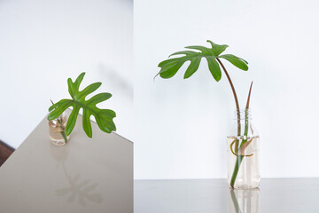  Philodendron xanadu in a bottle
 on white background.