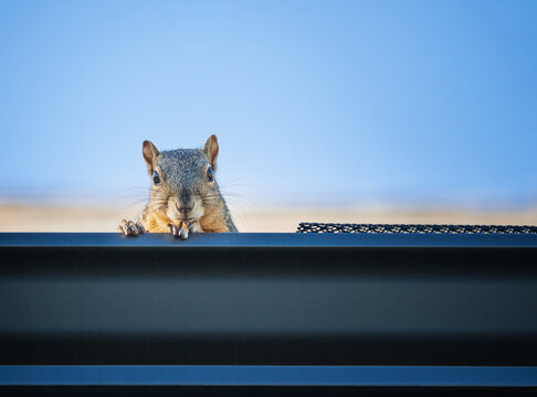 Squirrel peeking out from the gutter edge on the roof. Blue sky background with copy space.