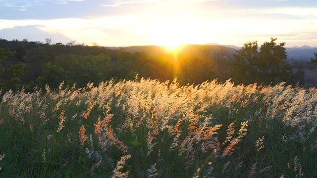 The grass flowers were swaying by the wind in the mountain meadows when the warm sunsets. Nature background