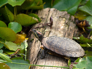 P1010033 red-eared slider turtle, Trachemys scripta elegans, Ladner, British Columbia cECP 2020