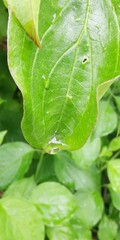 green leaf with water drops