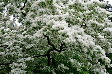 ヒトツバタゴの木
