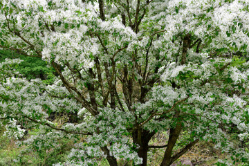 ヒトツバタゴの木

