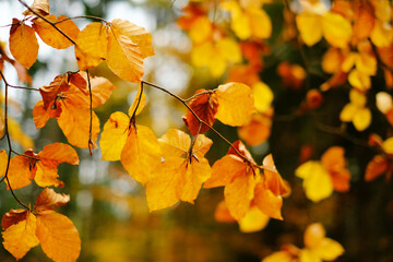 Naklejka na ściany i meble Autumn time. Fall forest. Branches with yellow leaves on a blurred autumn forest background.Yellow leaf close-up. Autumn nature landscape wallpaper. Autumn mood.