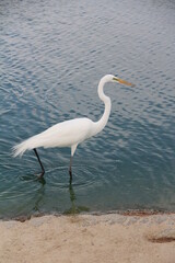 A lovely egret walking on the side of the lake.