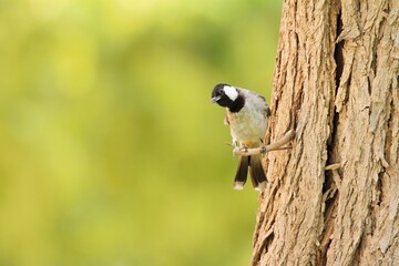 bulbul on a branch