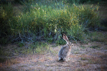 Fototapeta premium Little bunny looking for food.