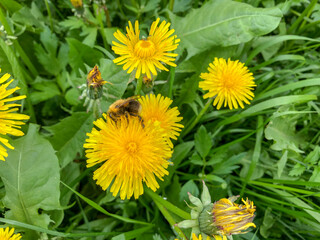 bee on yellow dandelion