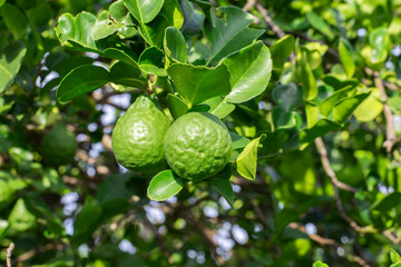 Fresh bergamot and leaf on bergamot tree.