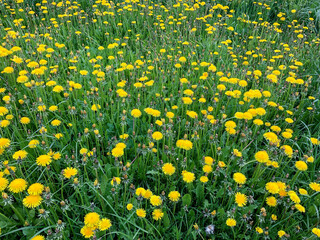 yellow dandelions on green grass