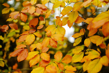 Autumn time. Fall forest.  yellow autumn leaves on a blurred autumn forest background.Yellow leaf close-up. Autumn nature landscape wallpaper. Autumn mood.