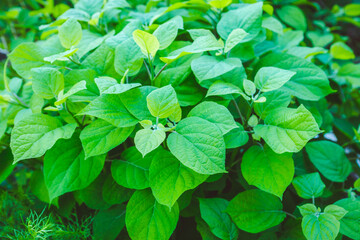 Hydrangea plant growth in the garden. Selective focus.