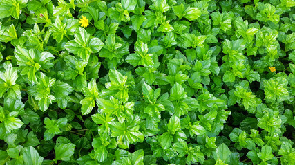 Fresh green leaves background