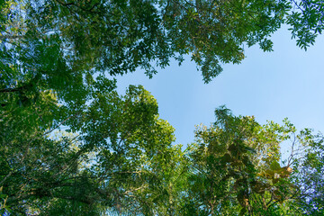bottom view of trees in green forest with sky and sun rays