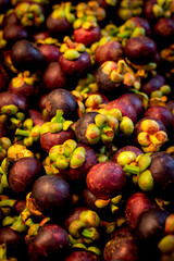 a lot of fresh mangosteen harvested from farm