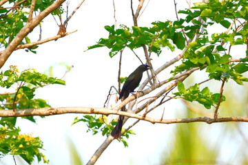 Cormorant on a branch