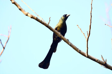Cormorant on a branch