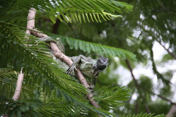 Wild iguana in the forest.
