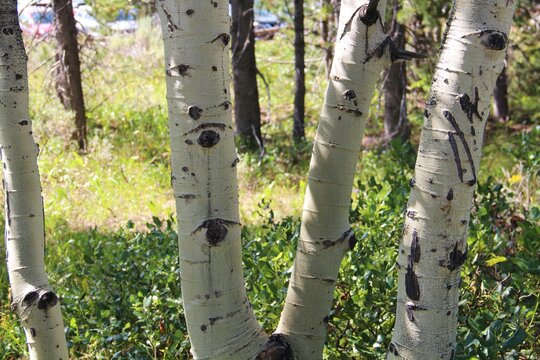 Some birch trees with some black holes on them.