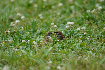 Naklejka na ściany i meble sparrow on grass