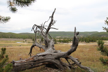 Fototapeta premium Dead branch of big tree.