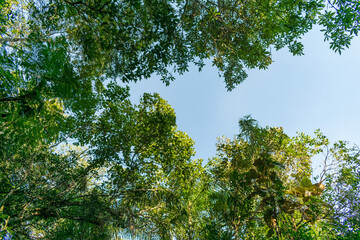 bottom view of trees in green forest with sky and sun rays