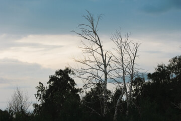 Obraz premium dry trees among green trees at summer twilight