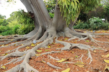 Big and spread out roots of a two tangled trees.
