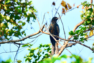 Cuckoo on a branch
