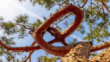 Fototapeta premium 소나무