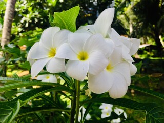white orchid in garden