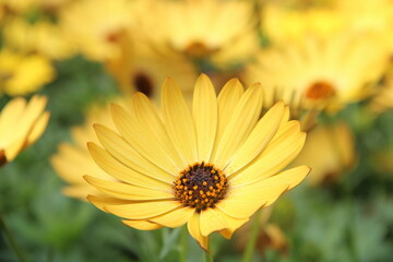 Yellow flower with brown center and yellow pollens.