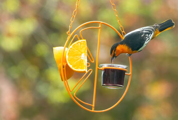 bullocks Oriole in Idaho on an orange bird feeder with grape jelly and orange slices