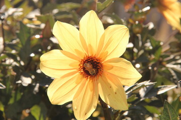 Light yellow petaled-flower with a bee on the center.